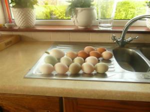 free-ranged-eggs-dawn-bb-gallery