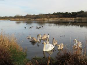 knockaderry-pond-waterford